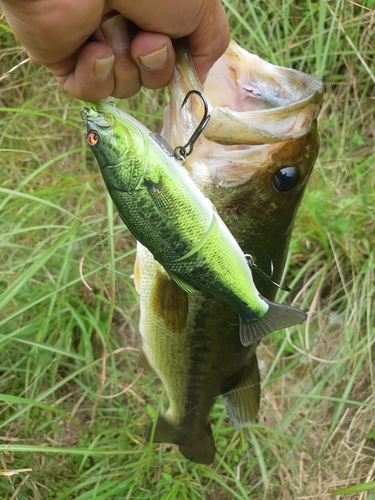 ブラックバスの釣果