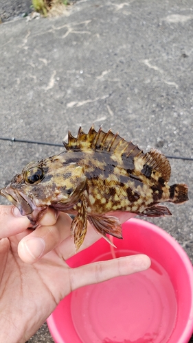 カサゴの釣果