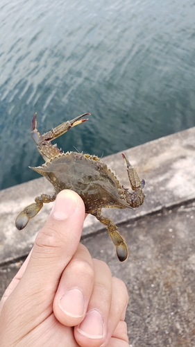 ワタリガニの釣果