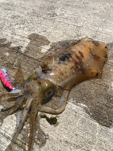 アオリイカの釣果