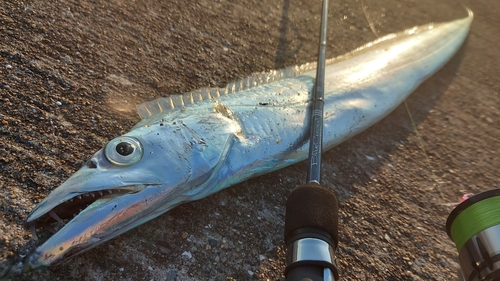 タチウオの釣果