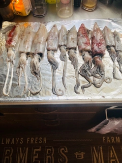 イカの釣果