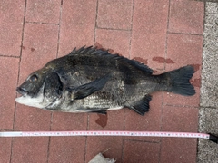 クロダイの釣果