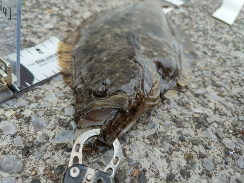 ヒラメの釣果