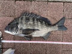 クロダイの釣果