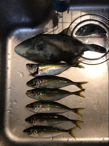 アジの釣果