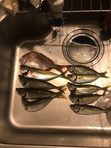 アジの釣果