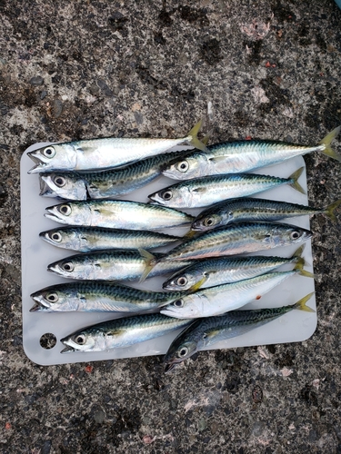 サバの釣果