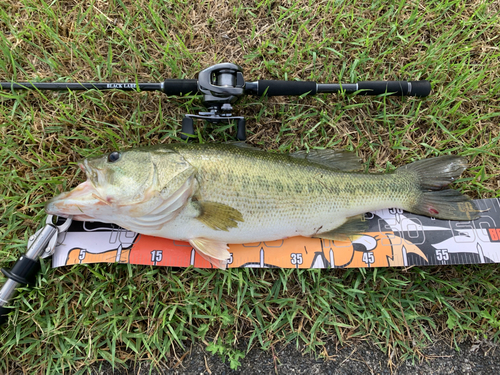 ブラックバスの釣果