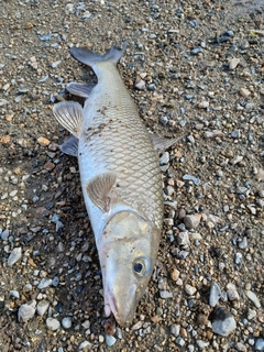 ニゴイの釣果