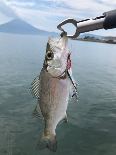 セイゴ（マルスズキ）の釣果