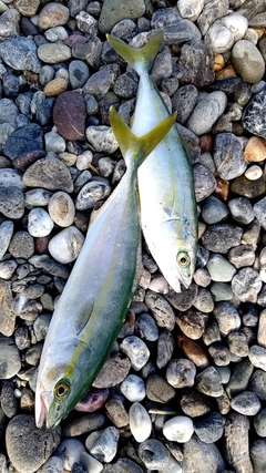 ワカナゴの釣果