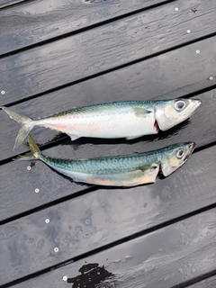 サバの釣果