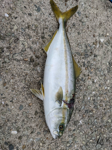 ツバスの釣果