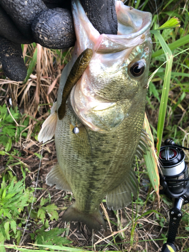 ラージマウスバスの釣果