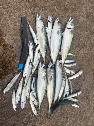 サバの釣果