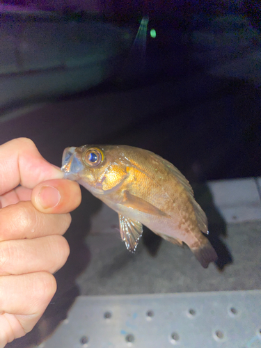 メバルの釣果