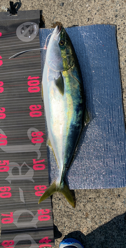 メジロの釣果