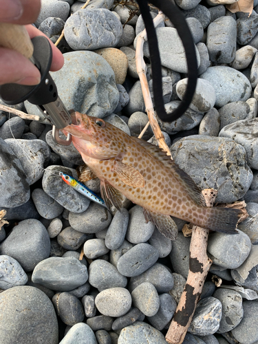 オオモンハタの釣果