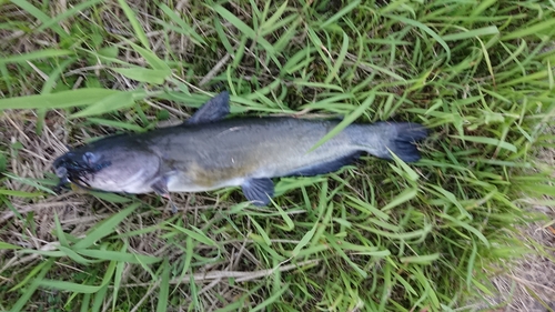 アメリカナマズの釣果