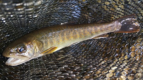 ニッコウイワナの釣果