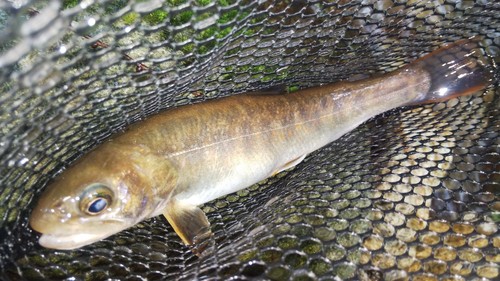 ニッコウイワナの釣果