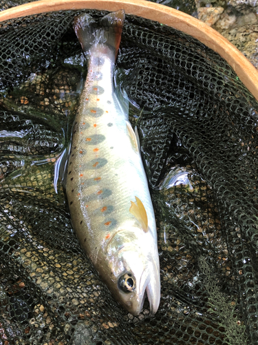 アマゴの釣果