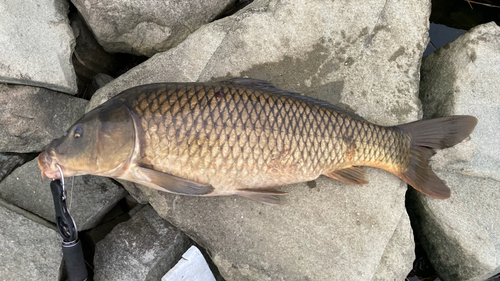 コイの釣果