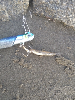 マハゼの釣果