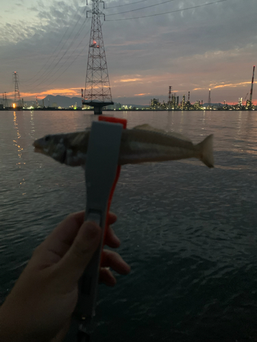 キスの釣果