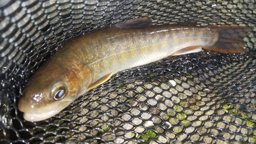 ニッコウイワナの釣果