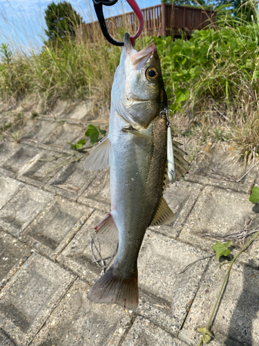 スズキの釣果