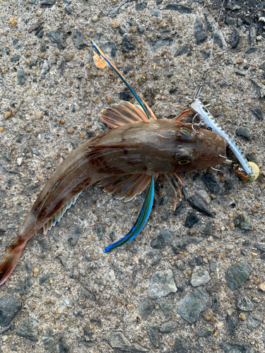 ホウボウの釣果