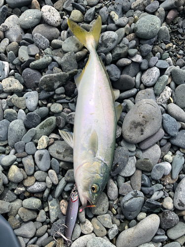 ワカシの釣果