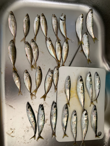 アジの釣果