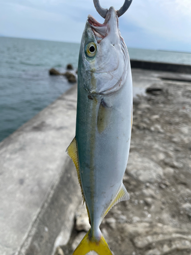 ワカナゴの釣果