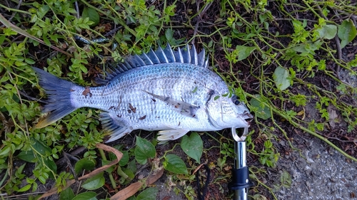 キビレの釣果