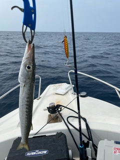 タイワンカマスの釣果