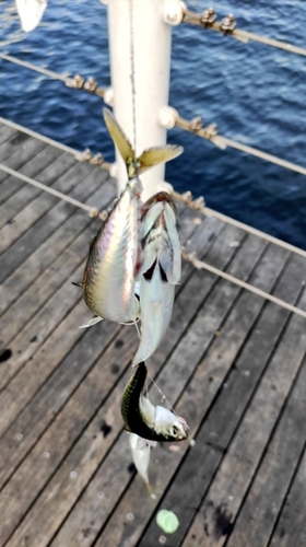 サバの釣果