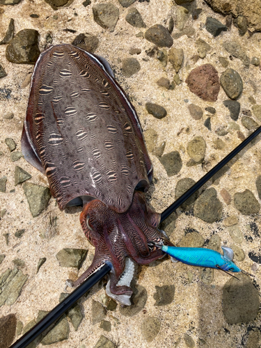 モンゴウイカの釣果