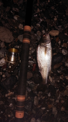 イシモチの釣果