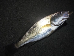 イシモチの釣果