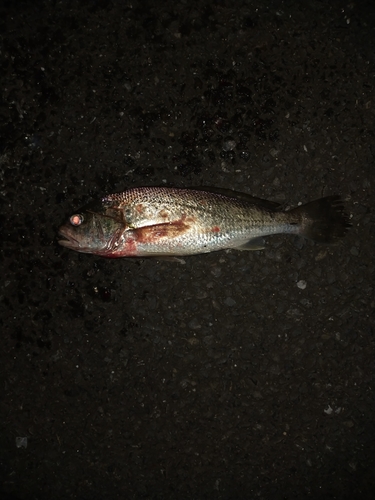 イシモチの釣果