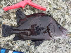 ヒゲダイの釣果