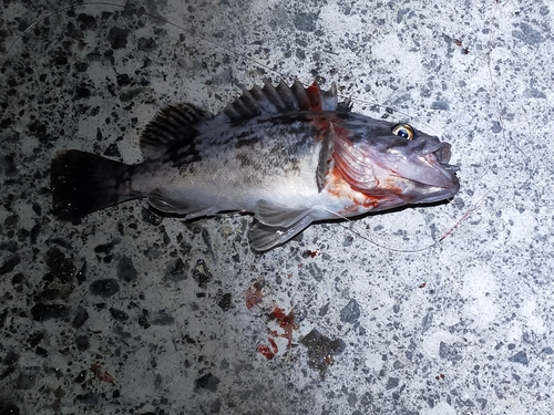 クロソイの釣果