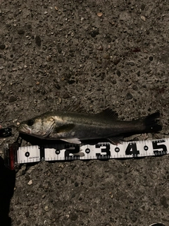 シーバスの釣果