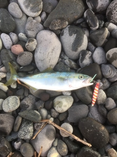 ワカシの釣果