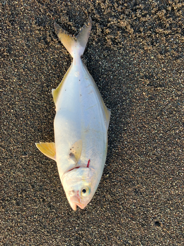 ショゴの釣果