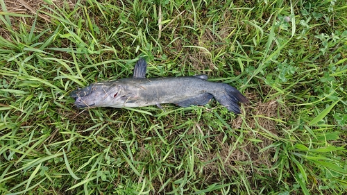 アメリカナマズの釣果