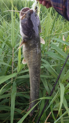 ナマズの釣果